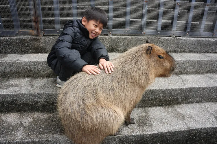 萌寵區可近距離接觸及餵食超可愛的卡比巴拉。S.H.攝