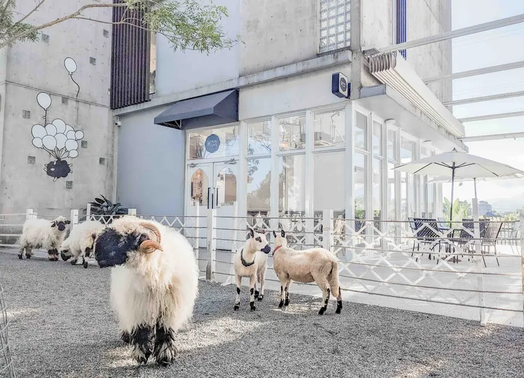 店家內飼養有數隻超卡哇伊的笑笑羊「瓦萊黑鼻羊」與黑白分明的「熊貓羊」。綠舞提供