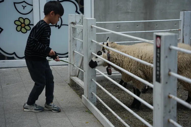 旅客可購買牧草享受餵食樂趣。S.H.攝