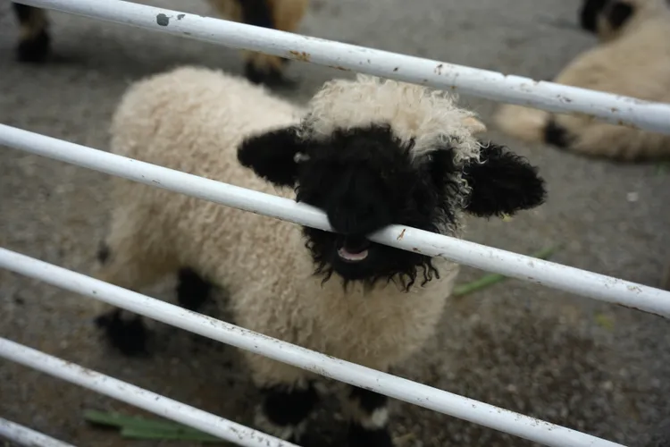 「黑RURU CAFÉ」是宜蘭相當具人氣的萌寵主題咖啡廳。S.H.攝