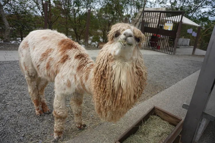 羊駝也是園區人氣明星之一。S.H.攝