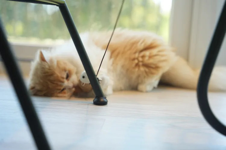 「擼LALA Sweets」位於園區入口處，是間對外營業的甜點店，不是住客也能預約體驗擼貓樂趣。S.H.攝