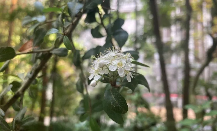 台東火刺木的花。北市工務局提供