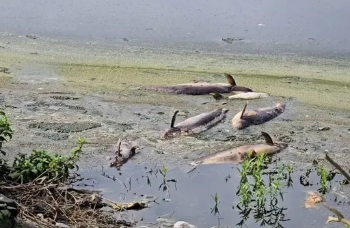 連日低溫後放晴!溫差大溶氧量不足 壽豐養殖池魚凍斃翻肚