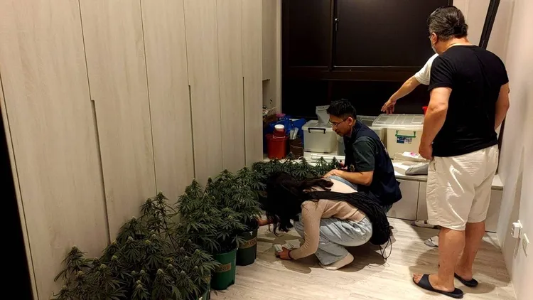 警方日前查獲不法集團栽種大麻案。翻攝照片
