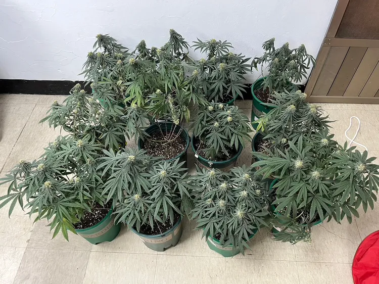 警方查獲呂姓主嫌等4人到案，同時起獲查獲大麻12株等證物。翻攝照片