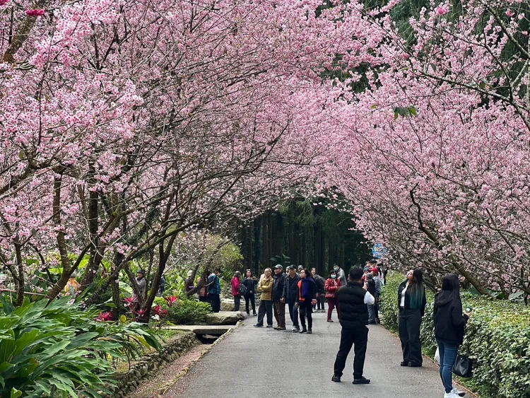 園區此時可以同時賞到滿開的吉野櫻和富士櫻，還有落花繽紛卻依舊綠紅滿樹冠的八重櫻。九族文化村提供