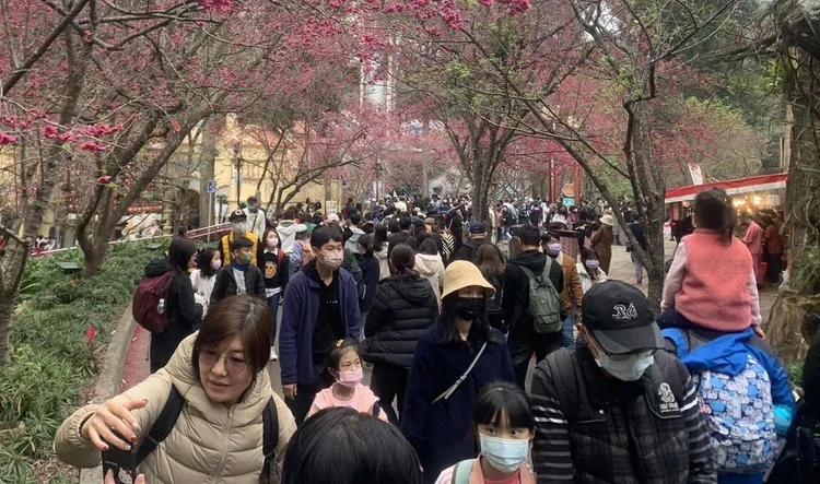 九族櫻花祭每年228連假均吸引大批遊客。資料照片
