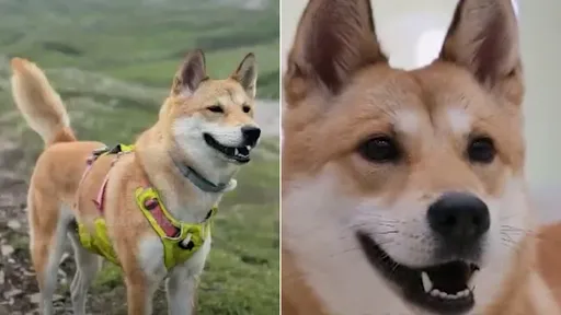 懸賞22萬元尋走失愛犬 豈料牠車禍後竟被高速公路員工8人分食