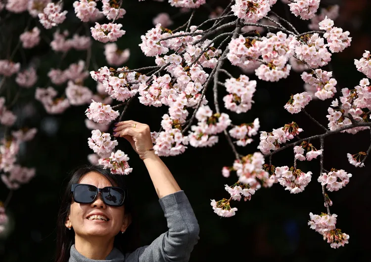 上野恩賜公園櫻花。路透社