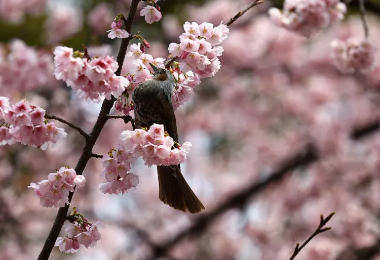 鳥兒也來賞櫻。路透社