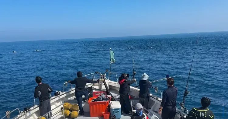 昨天海釣船經過基隆嶼附近海域時，突然遇見一群海團大軍。翻 攝項彥豪臉書