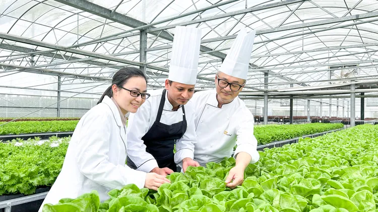 台南遠東香格里拉「遠東Café」印度美食節，由飯店行政主廚范振嵩(左)，印籍Akbeer Singh 主廚(中)，及食品衛生管理經理(右)一同前往溫室栽培的生菜產地。業者提供