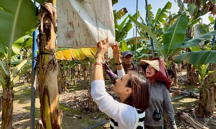 立委邱議瑩到旗山蕉園探訪蕉農。翻攝畫面