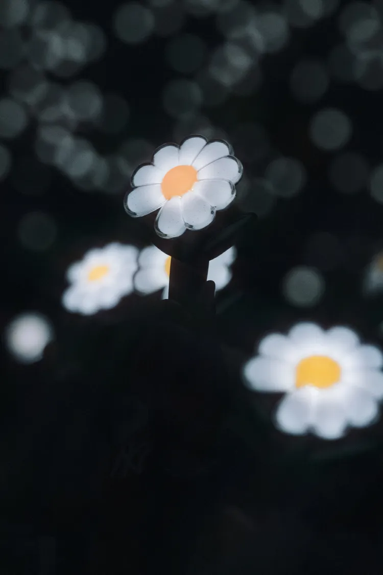 GD看著滿場的小雛菊手燈，笑喊「我是花」。Galaxy Corporation提供