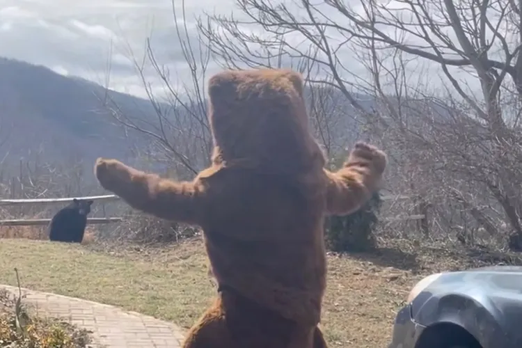 一名男子扮成熊試圖嚇跑闖入後院的黑熊。翻攝Youtube
