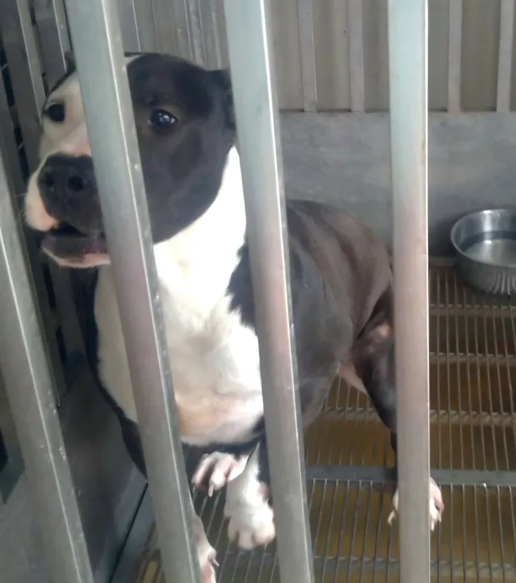 比特犬。動保處提供