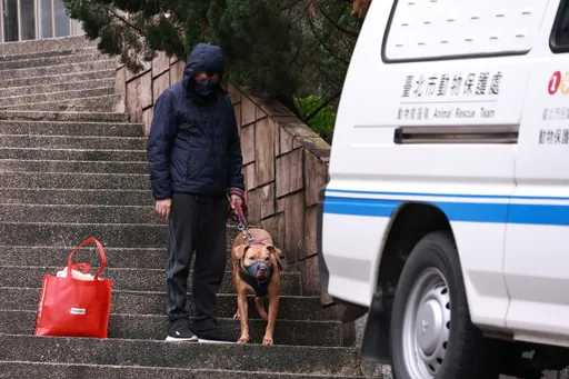 比特犬「Lucky」恐遭安樂死!動保處曝本週沒入犬隻下場