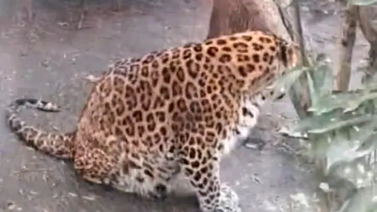 遊客們懷疑成都動物園裡金錢豹是因為生病才發福。翻攝自《上游新聞》