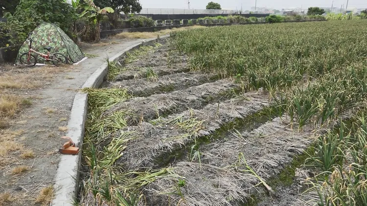 劉姓農民的蒜田被拔走約300株蒜頭，損失上萬元。