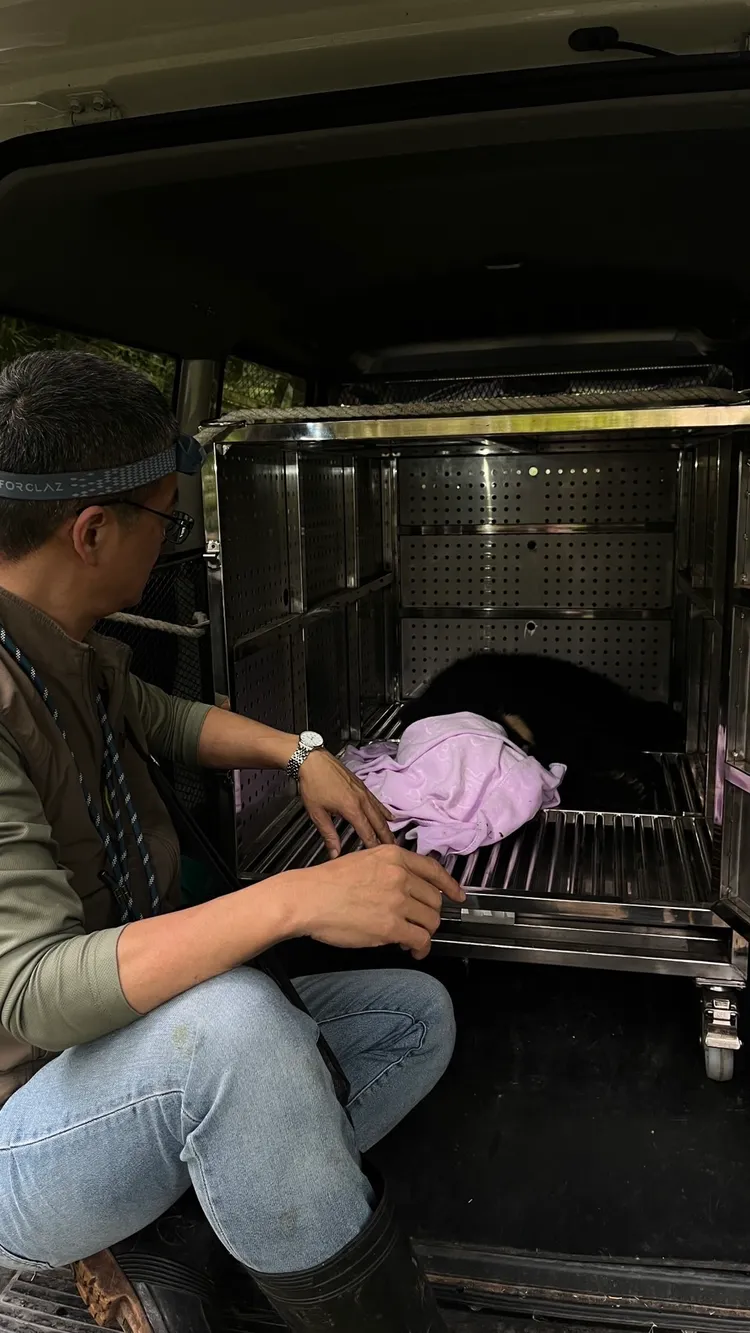 救援團隊昨天將小黑熊送往生物多樣性研究所野生動物急救站醫療，沒想到今天就傳出猝死的消息。台中分署提供