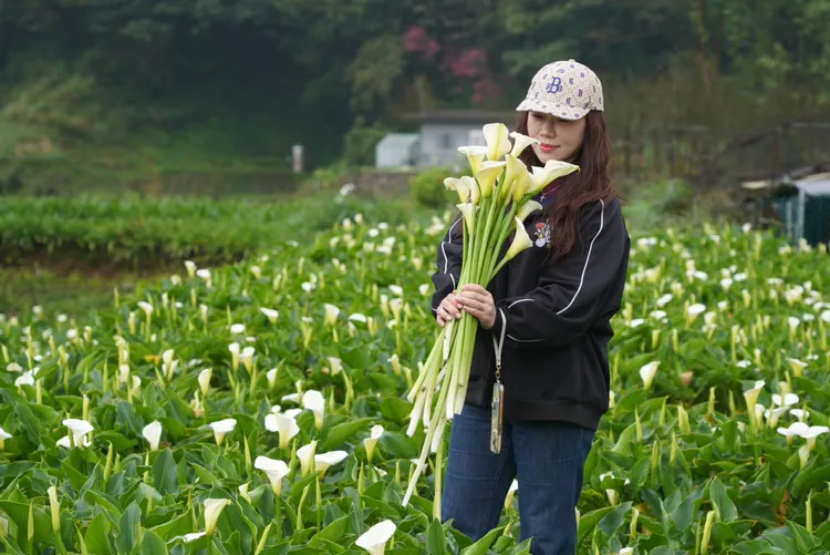 今年海芋季產發局規劃系列精彩活動。翻攝台北市農會臉書
