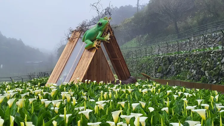 海芋季有不少裝置藝術。翻攝台北市農會臉書