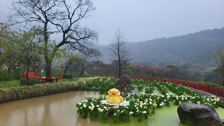 竹子湖海芋漸漸盛開。翻攝台北市農會臉書