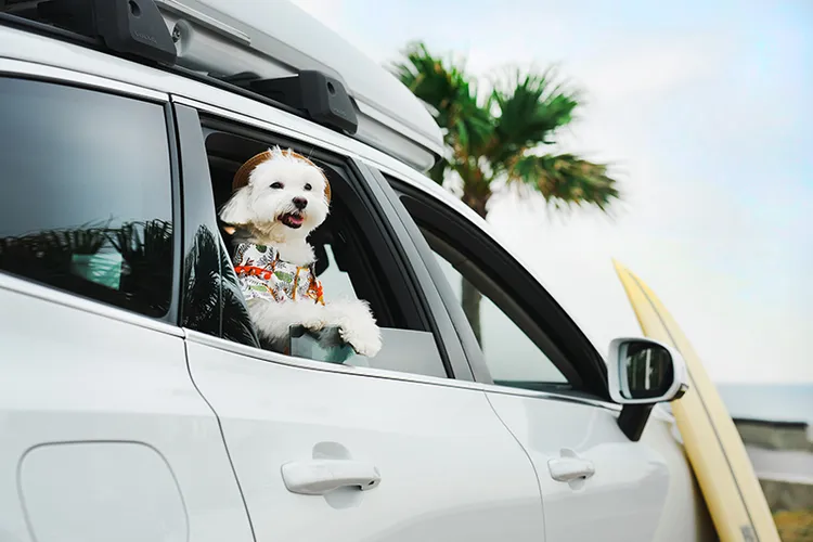 邀請寵物網紅「Traveldogtofu」探訪高雄鄰里景點並拍攝品牌形象照，提供毛孩們更友善的出遊行程。高雄英迪格酒店提供