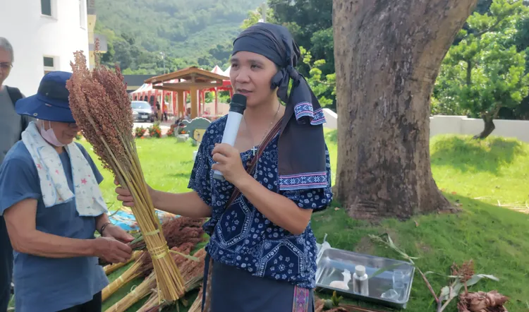 散穗高粱打下來的空穗可以做成掃帚等生活用品。凃建豐攝