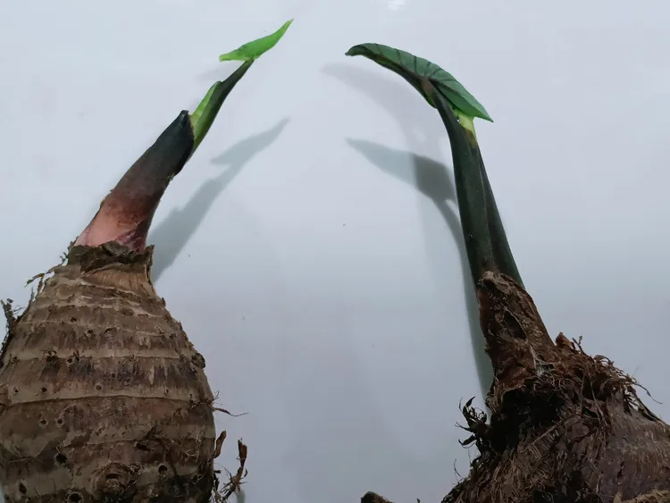 赤芽芋是種小山芋，也被稱「西拉雅芋」，李蕙琪想要再把它重新種回來。集穡室工坊提供