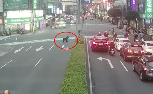 女騎士摔車牽繩脫落...巨型貴賓犬馬路逃竄 中和警協助尋回