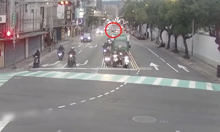 貴賓犬在馬路穿梭險象環生。警方提供