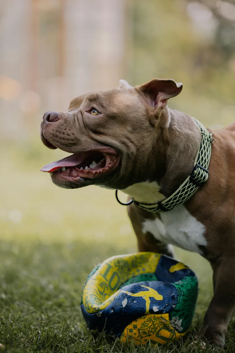 比特犬。擷取自Pexels