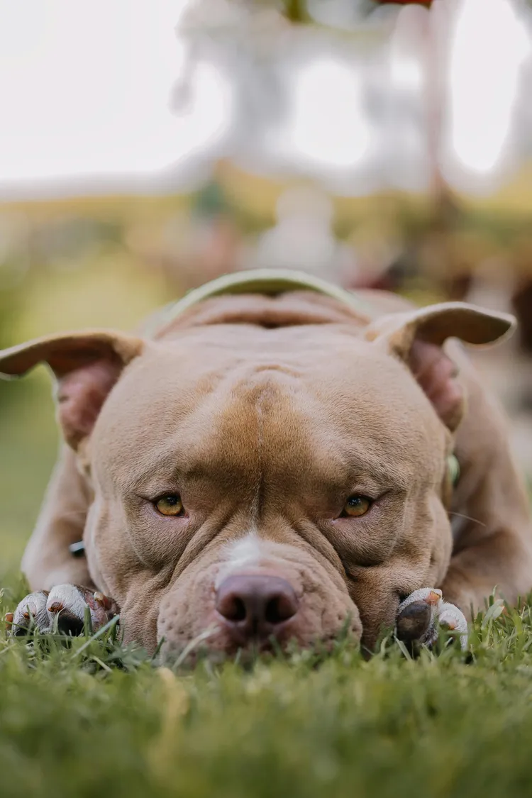 比特犬。擷取自Pexels