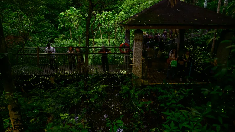 木柵公園螢火蟲亮光閃閃。台北市工務局提供