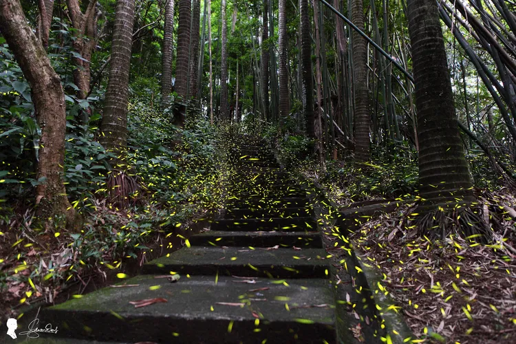 舊莊國小後山螢火蟲紛飛美景。台北市工務局提供