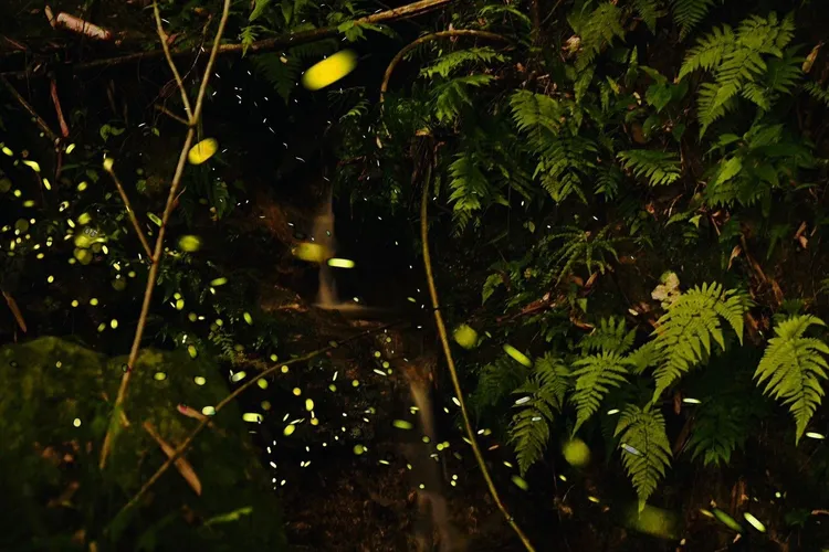 南港區賞螢的絕佳景點「溪溝賞螢」。台北市工務局提供