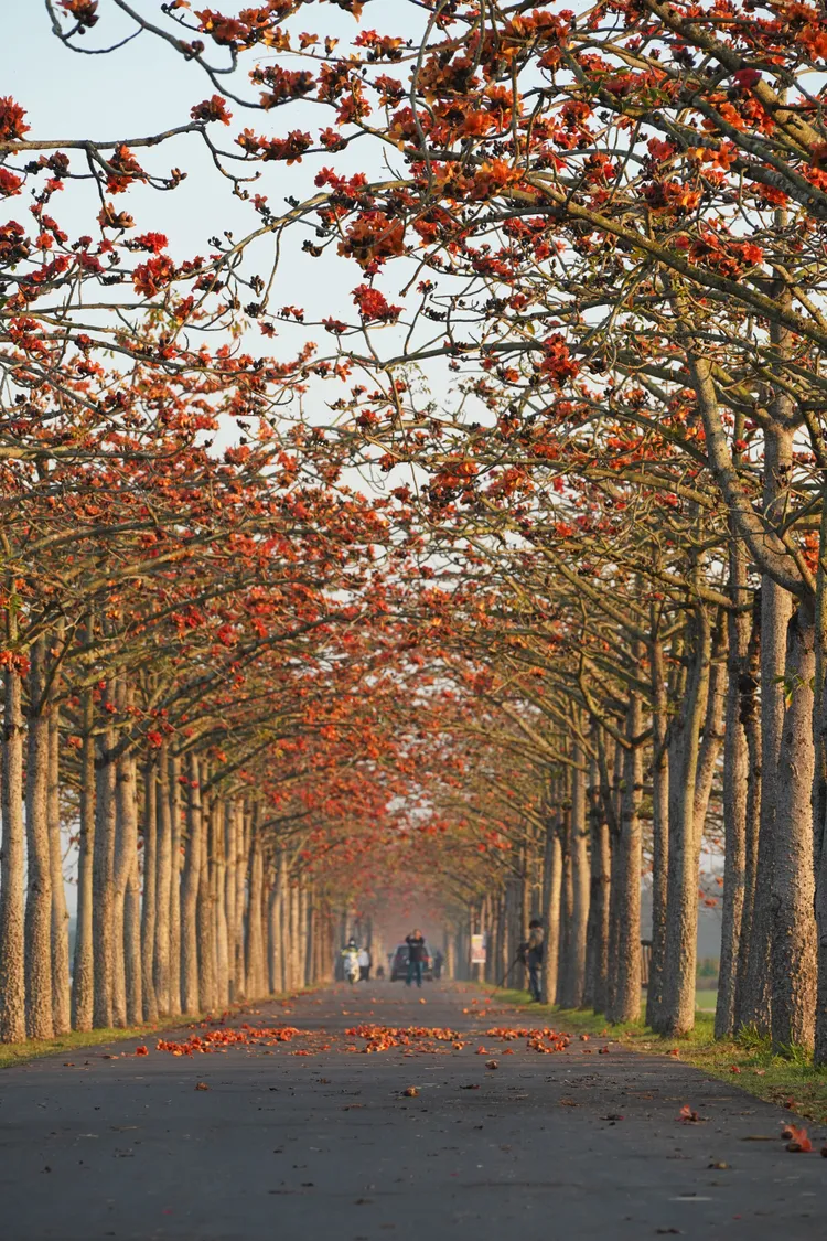 曾被CNN選為世界十大美麗花道的「白河林初埤木棉花道」。資料照片，田欣雲攝影