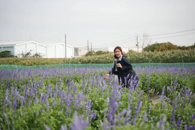 學甲今年規劃的賞花景觀專區，包括兩品種的粉萼鼠尾草。田欣雲攝影
