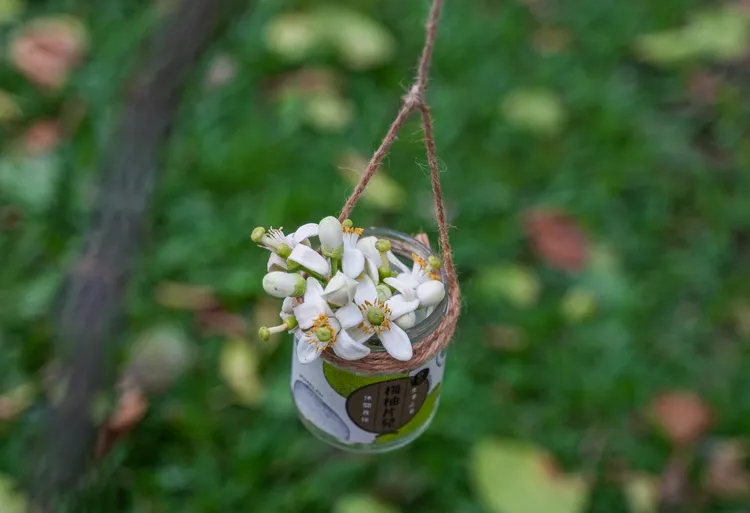 潔白柚花芬芳宜人。田欣雲攝影