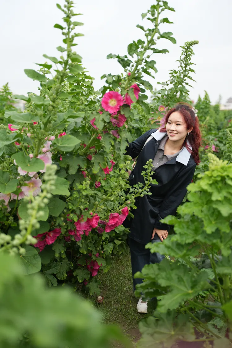 植株高度比成人還高的蜀葵花，又稱「一丈紅」。田欣雲攝影