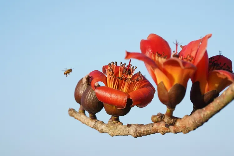 盛開的木棉花，吸引蜜蜂取食。田欣雲攝影