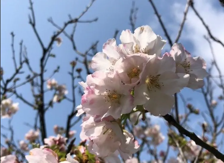 陽明山花季新玩法，夜賞櫻花、集章換好禮、泡湯放鬆。花卉試驗中心提供