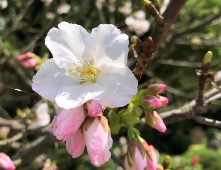 白色情人節浪漫加碼，陽明山夜櫻點燈、甜蜜好禮。花卉試驗中心提供