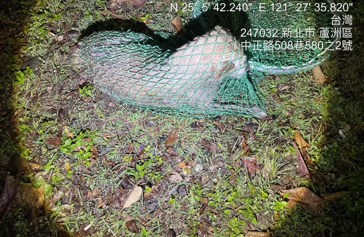新北動保處救援人員以網具將犬隻撈起。動保處提供