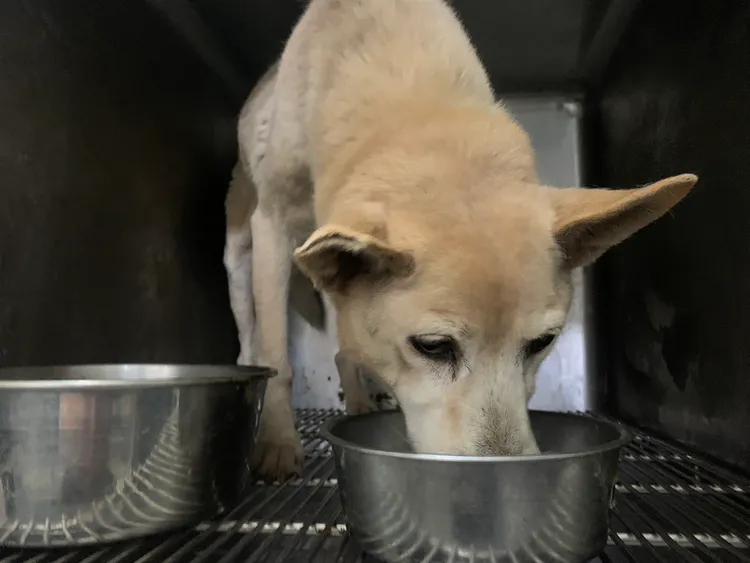 大黃狗經過治療恢復食慾與健康。動保處提供