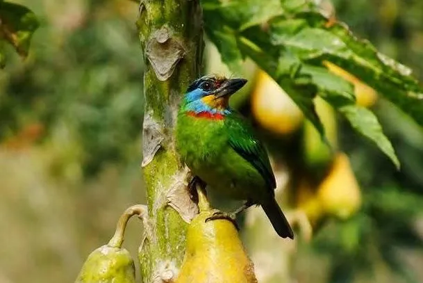 五色鳥。拍鳥俱樂部黃蜀婷提供