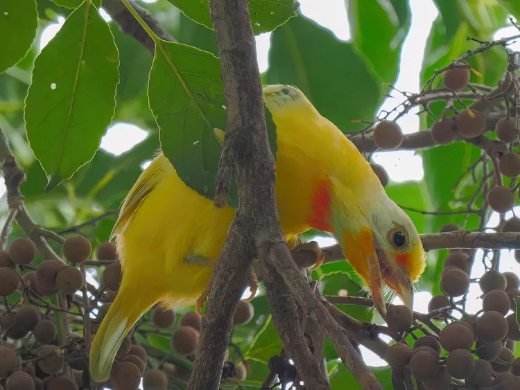 白化五色鳥。拍鳥俱樂部黃沐水提供