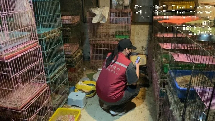 謝嫌家中仍飼養大量貓隻，私下繁殖販賣已觸法。動保處提供
